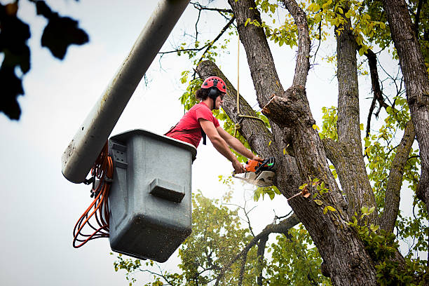 Best Tree Pruning Services  in Exton, PA